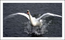 Swan Landing on the Lake